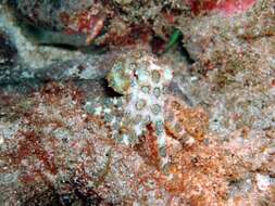 Image of greater blue-ringed octopus
