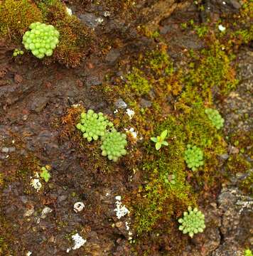 Image of Monanthes brachycaulos (Webb & Berth) Lowe