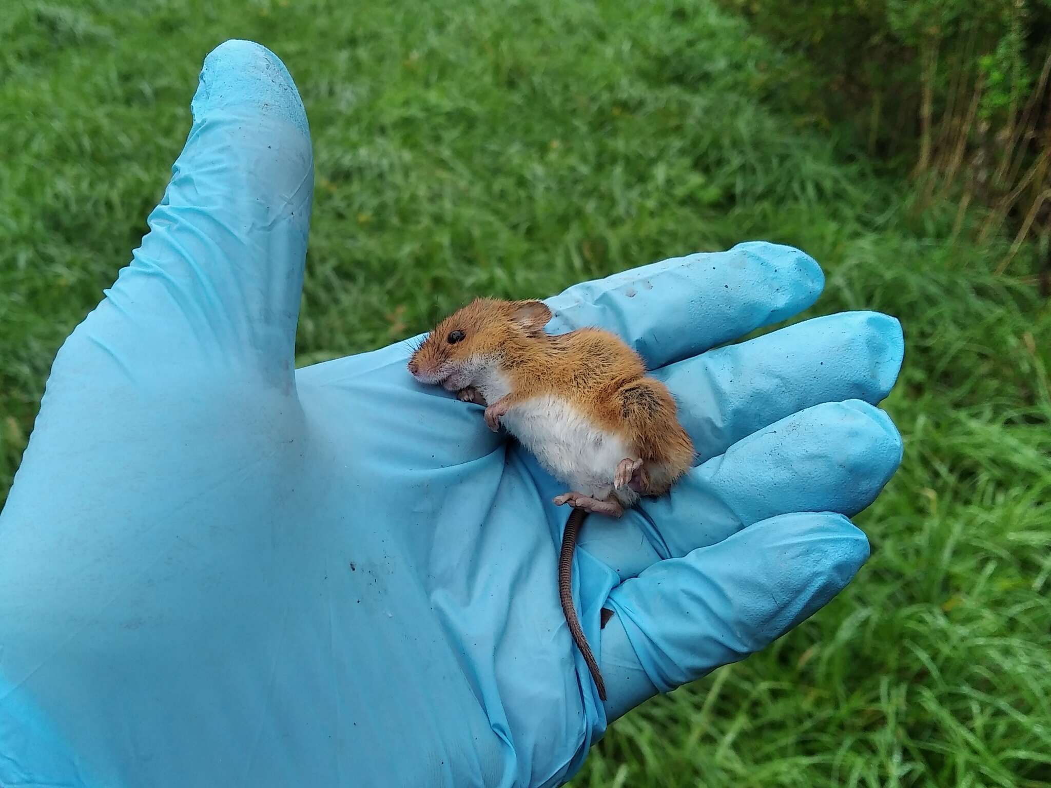 Image of harvest mouse