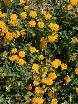 Image de Lantana polyacantha Schauer