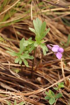 Imagem de Viola dissecta Ledeb.