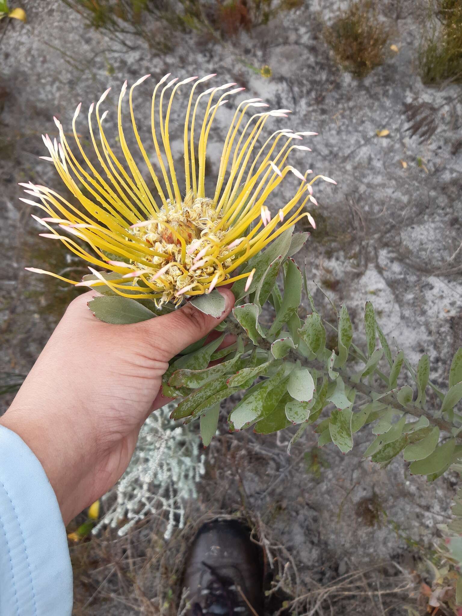 Image of Silver-leaf wheel pincushion