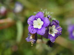 Phacelia orogenes Brand的圖片