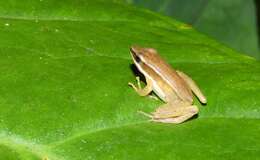 Image of Trivandrum frog