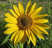 Sivun Helianthus nuttallii Torr. & A. Gray kuva