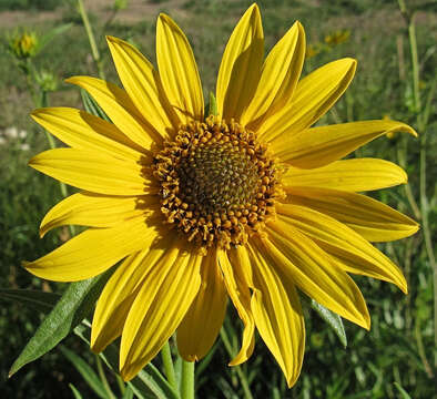 Image of Nuttall's sunflower