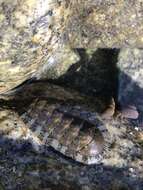 Image of Chiton virgulatus G. B. Sowerby II 1840