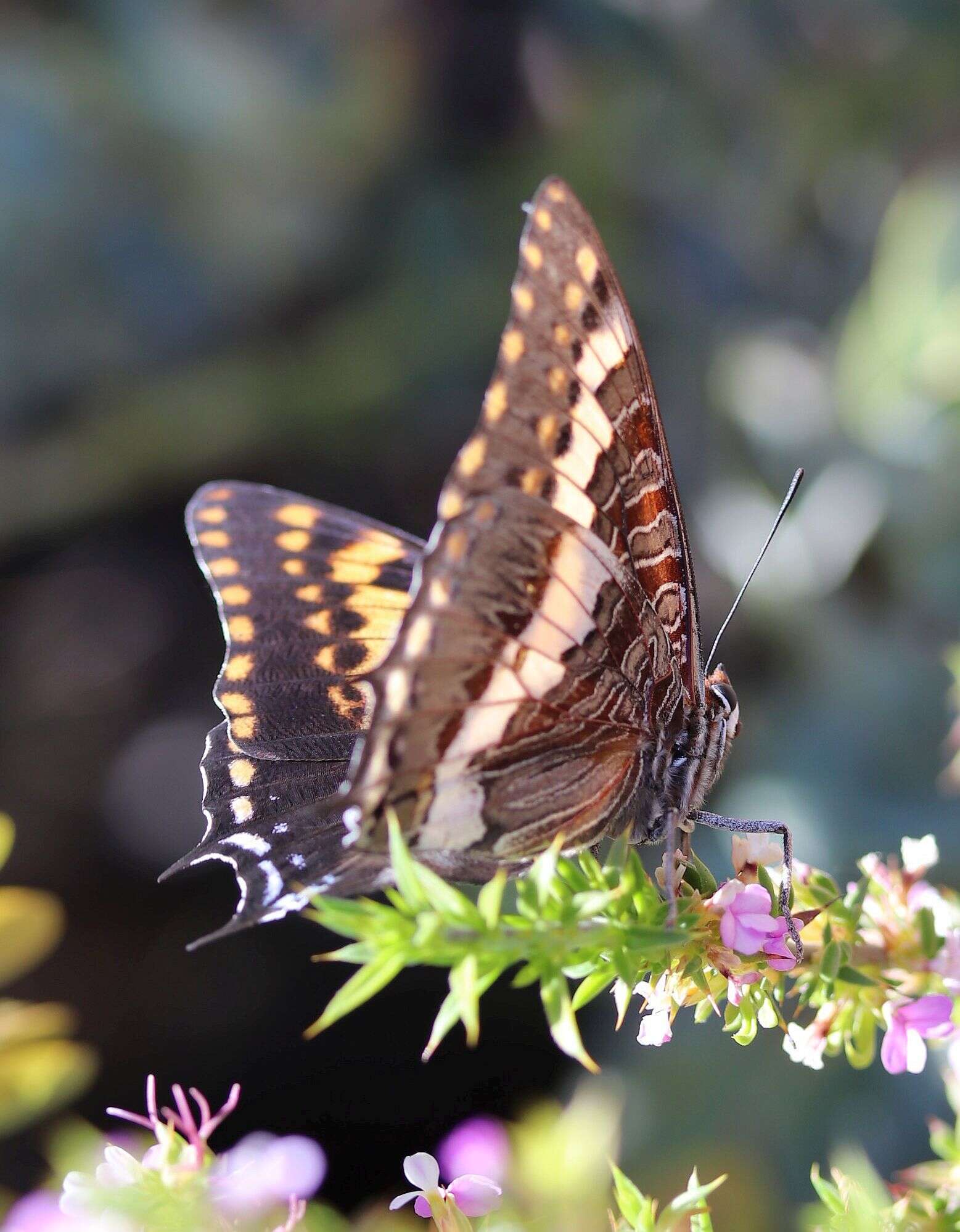 Imagem de Charaxes pelias