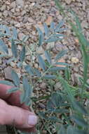 Image of Indigofera auricoma E. Mey.