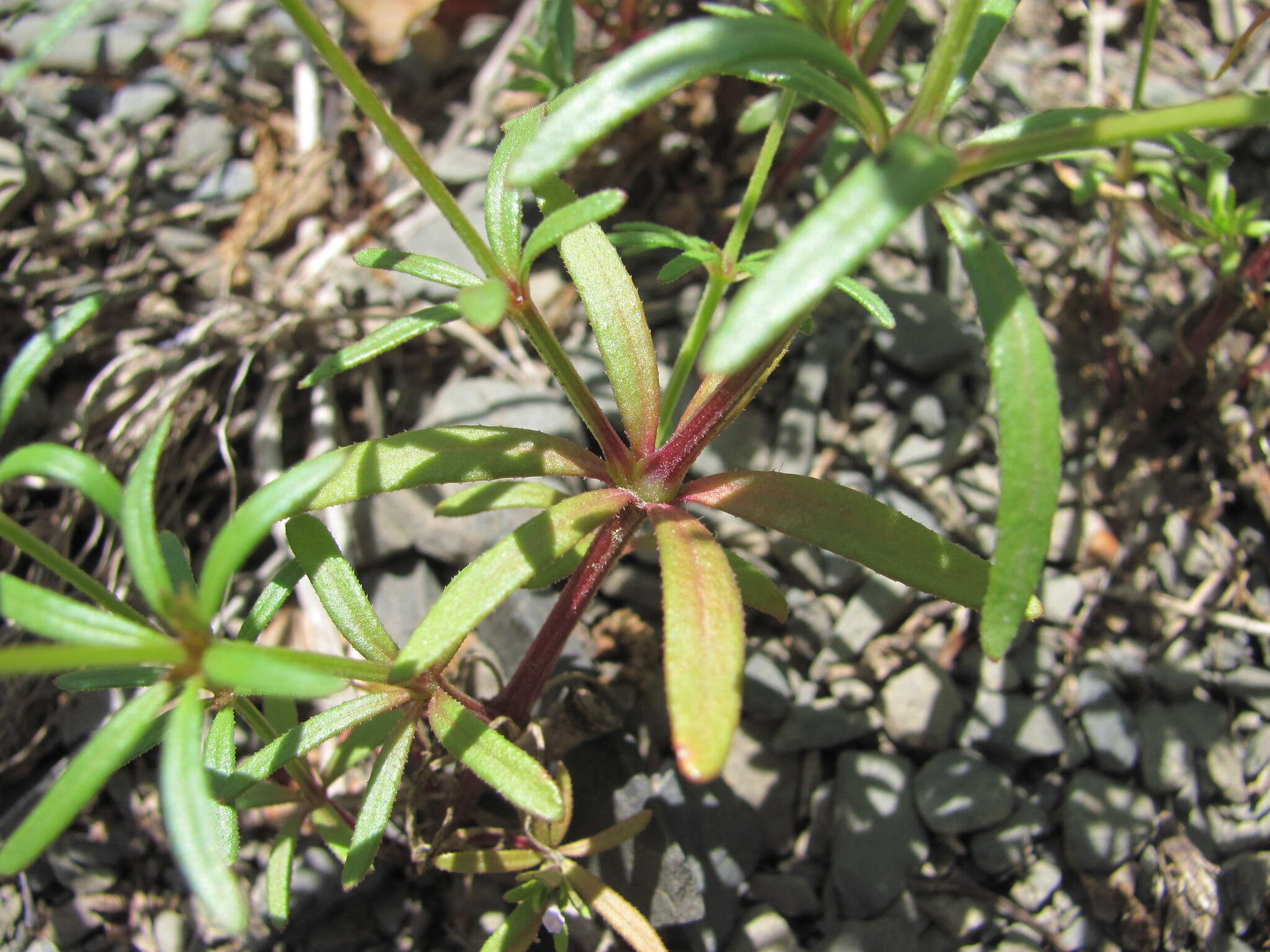 Image de Asperula arvensis L.