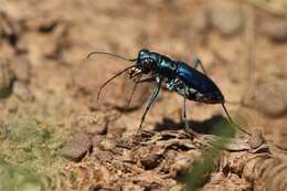 Image of Cicindela (Cicindelidia) rufiventris cumatilis Le Conte 1851