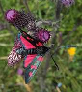 Image of Zygaena lonicerae Scheven 1777