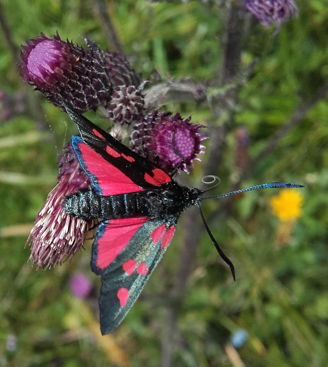 Image of Zygaena lonicerae Scheven 1777