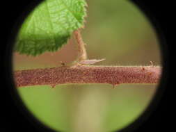 Imagem de <i>Rubus novus</i>