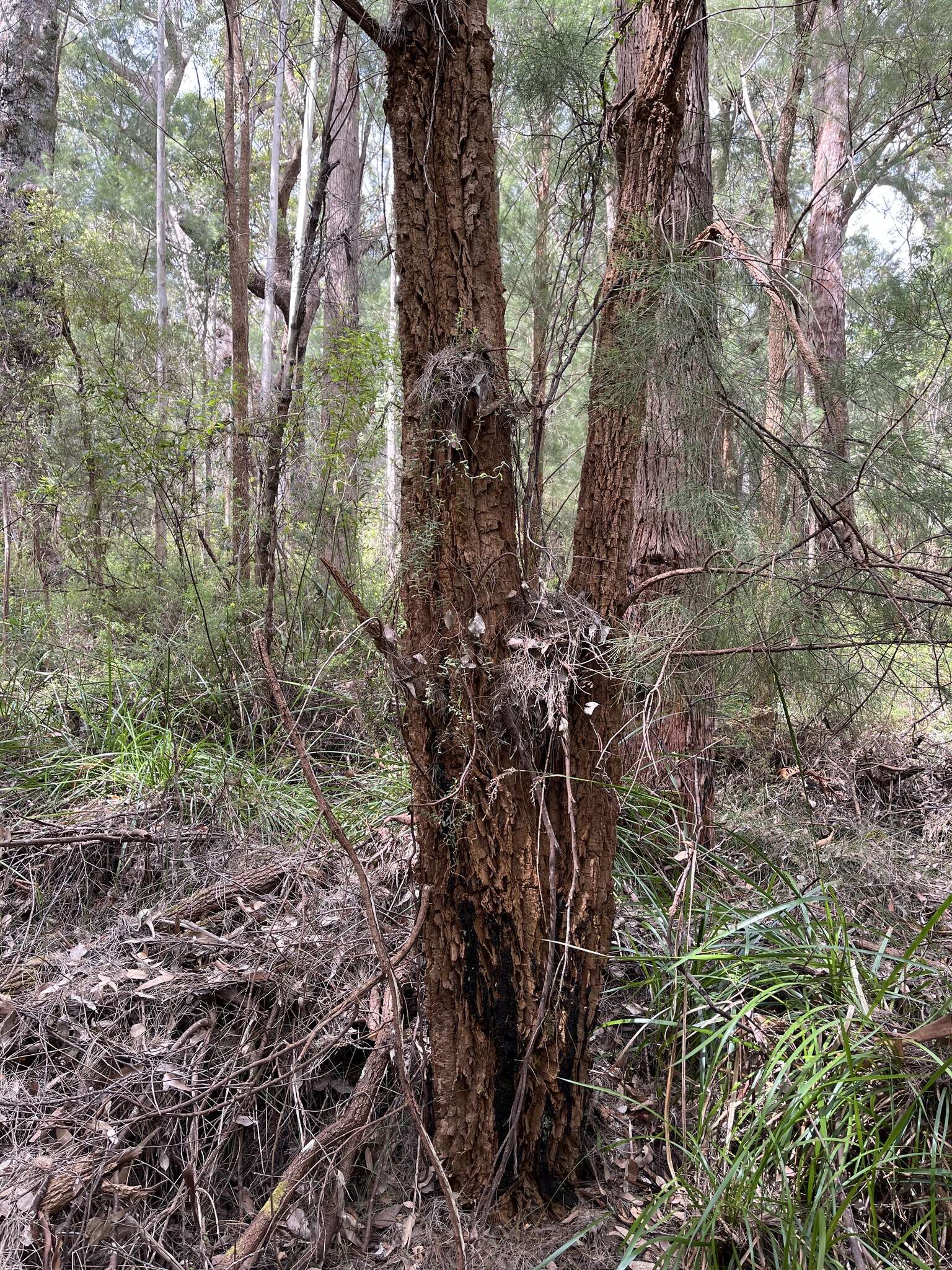 Image of Allocasuarina decussata (Benth.) L. A. S. Johnson