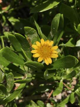 Image of Tree Oxeye