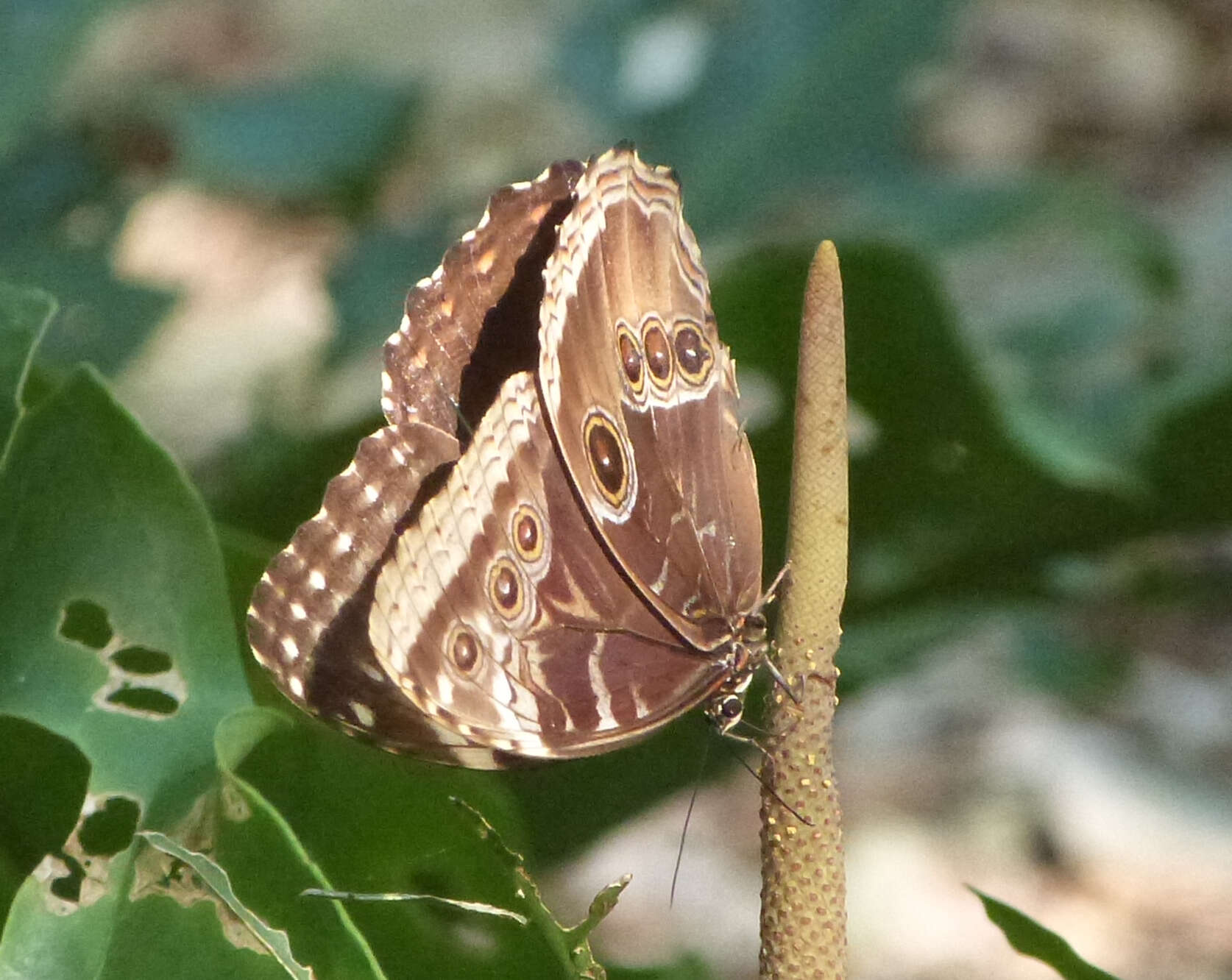 صورة Morpho helenor Cramer 1782