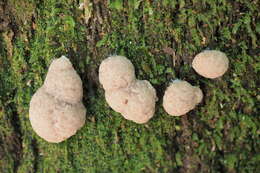 Image of Tubifera glareata