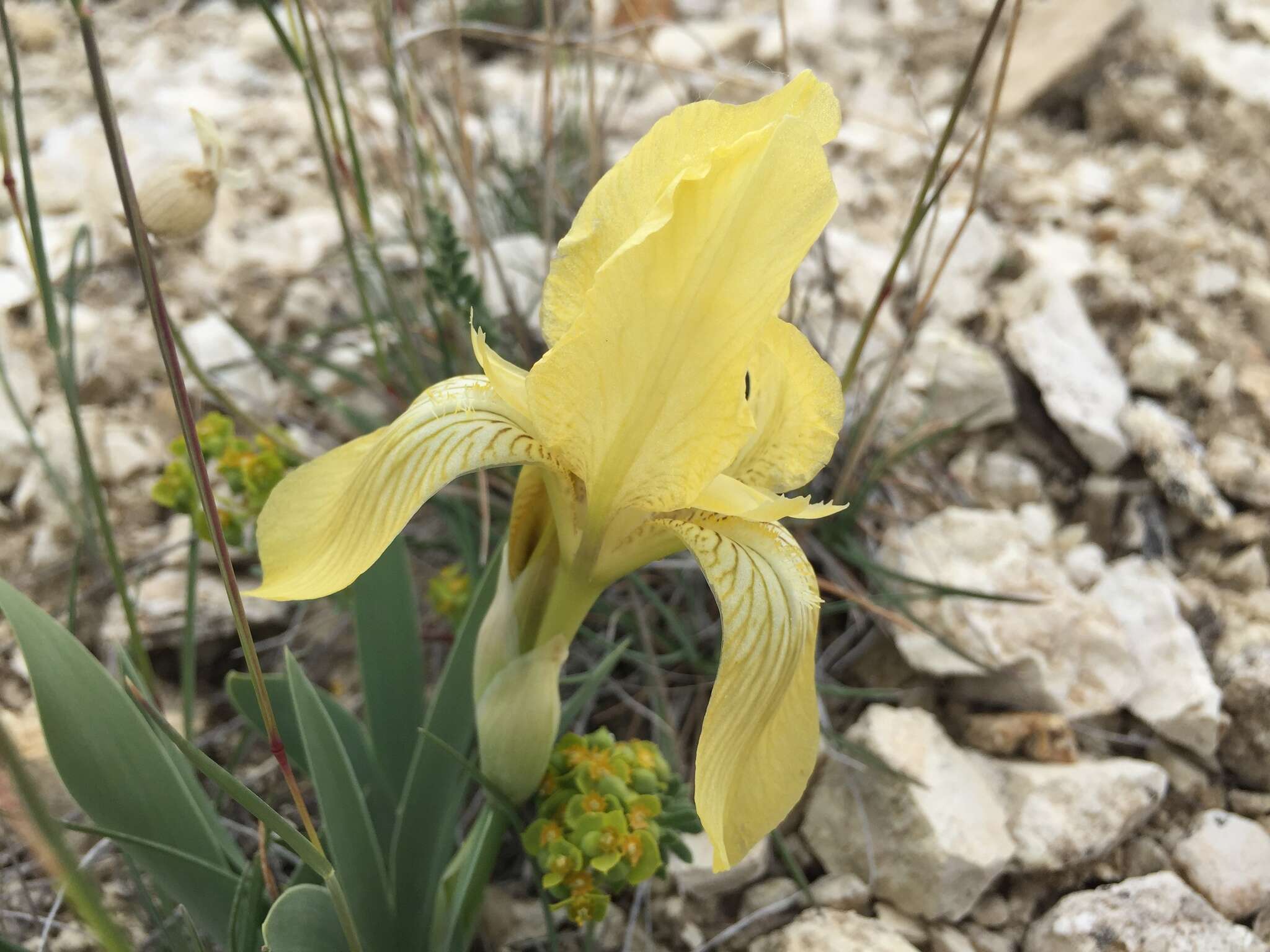 Image of Iris schachtii Markgr.