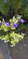 Imagem de Salvia lycioides A. Gray
