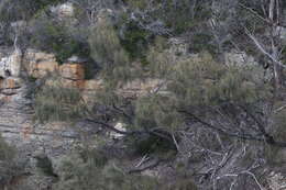 Imagem de Allocasuarina verticillata (Lam.) L. A. S. Johnson