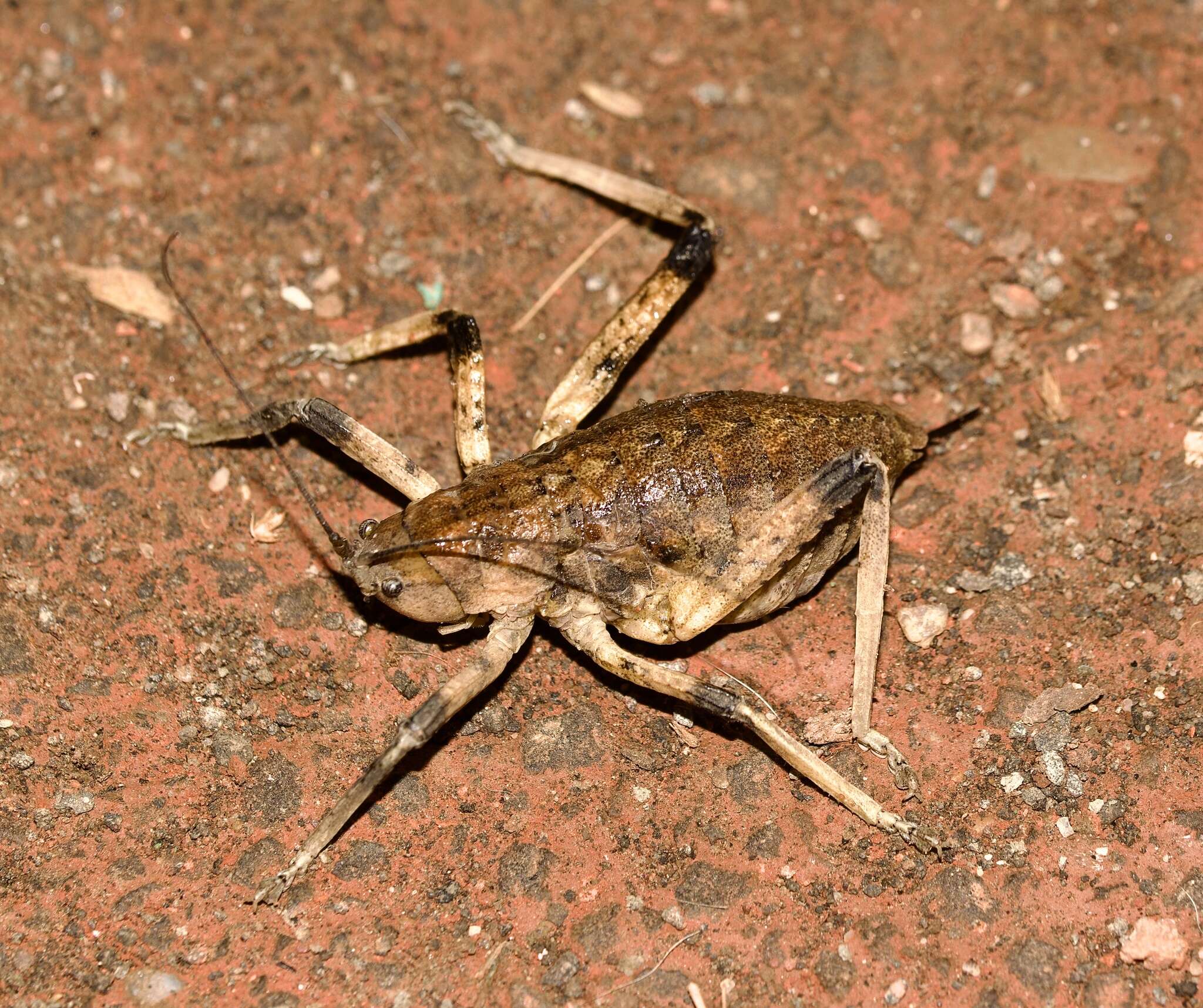 Plancia ëd Callimenellus apterus Beier 1944