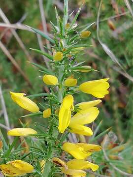 Image of Dwarf Gorse