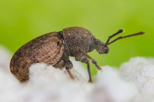 Image of Weevil