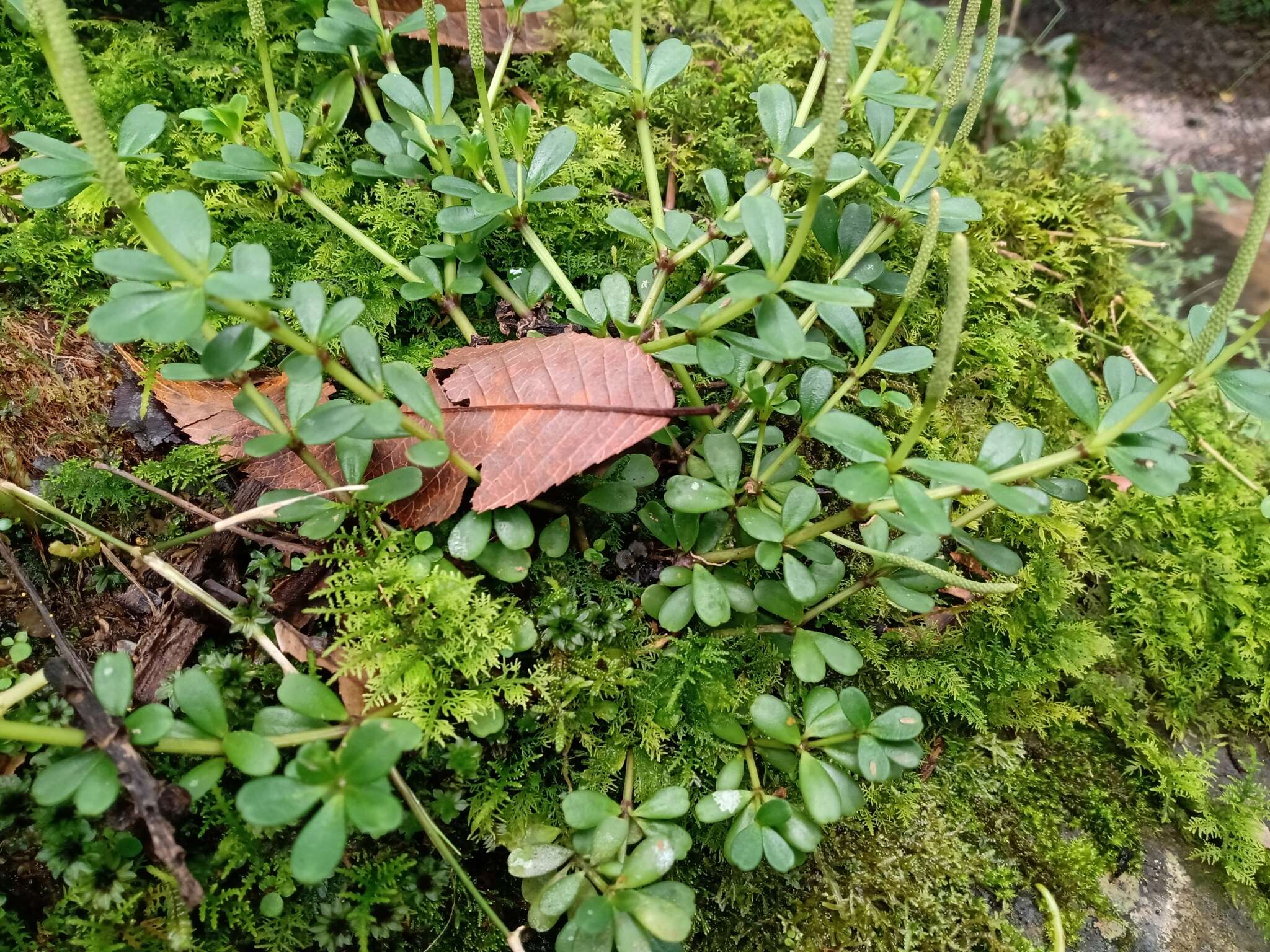 Image of fourleaf peperomia