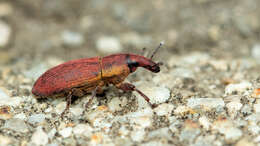 Image of Lixus angustus (Herbst 1795)