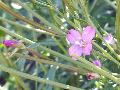 Imagem de Epilobium tetragonum L.