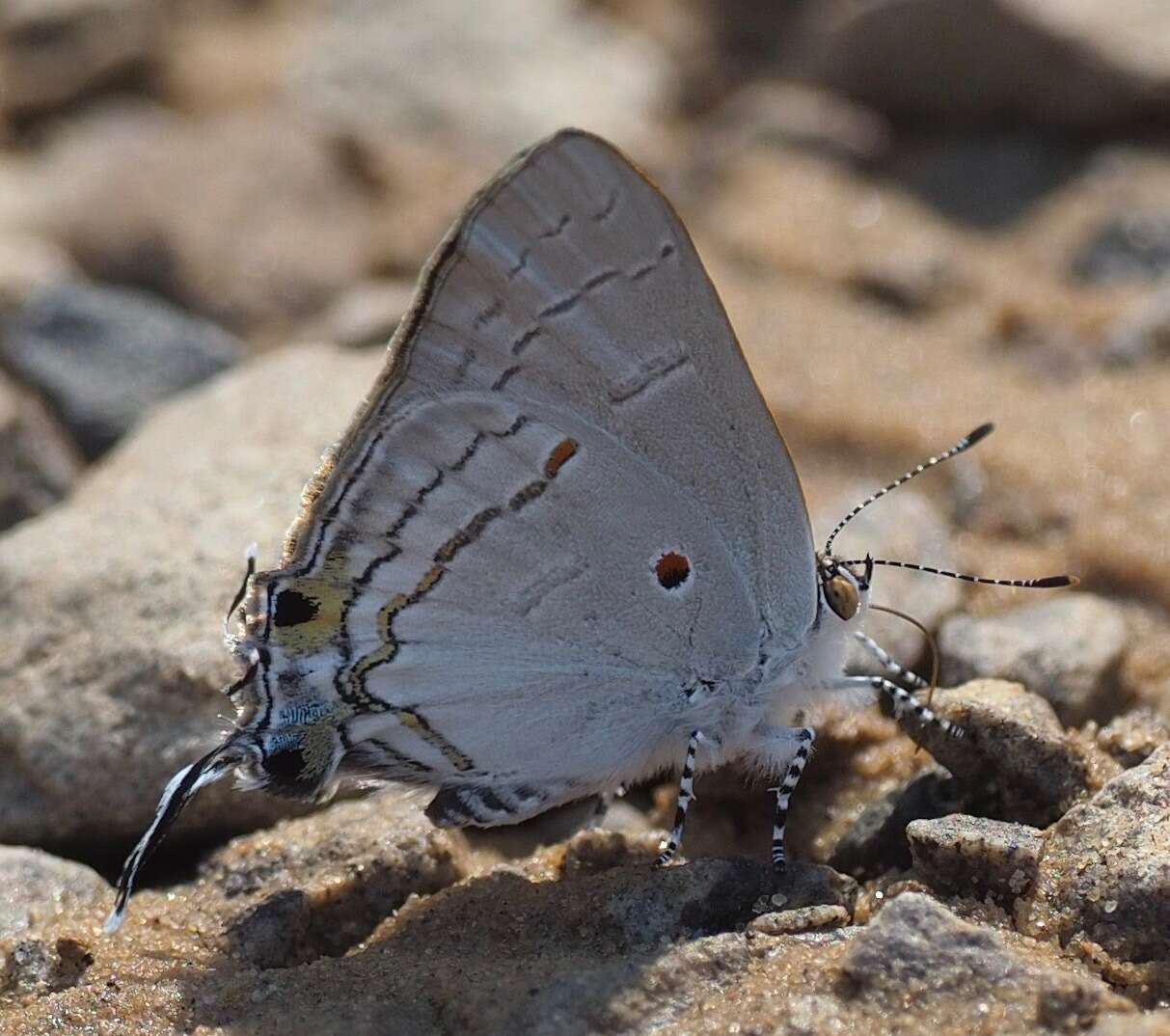 Слика од Hypolycaena philippus (Fabricius 1793)