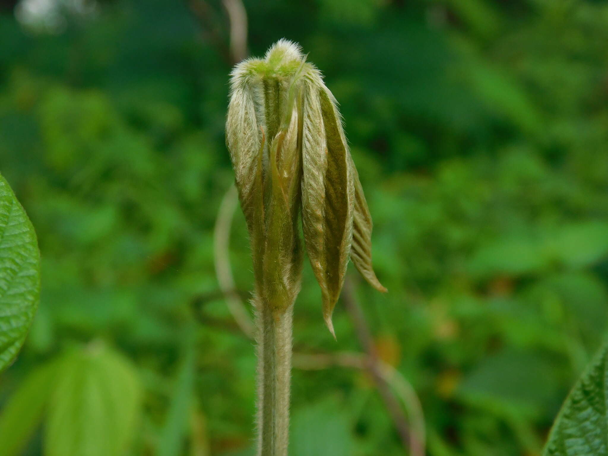 Flemingia macrophylla (Willd.) Merr. resmi