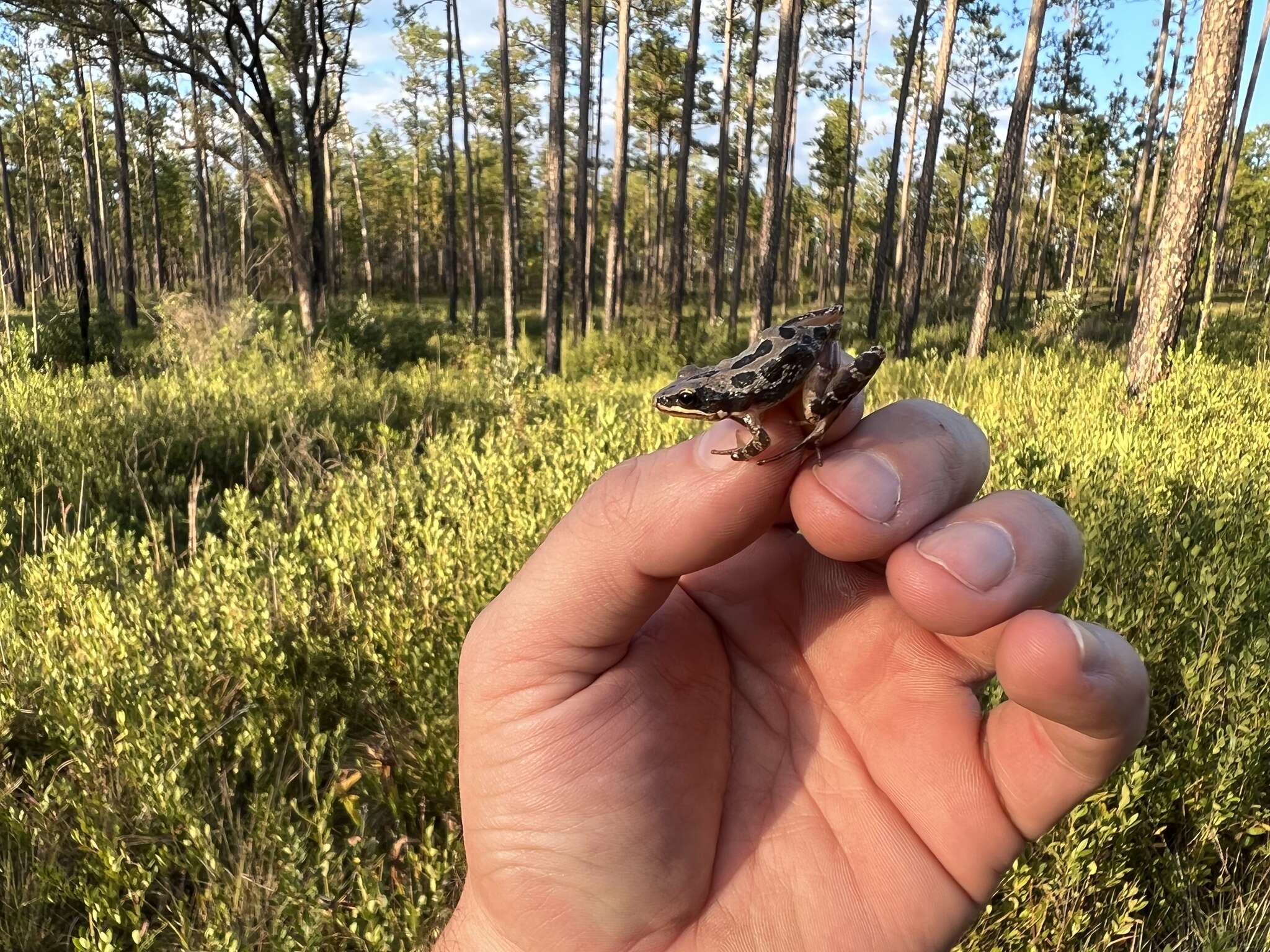 Image of Southern Chorus Frog