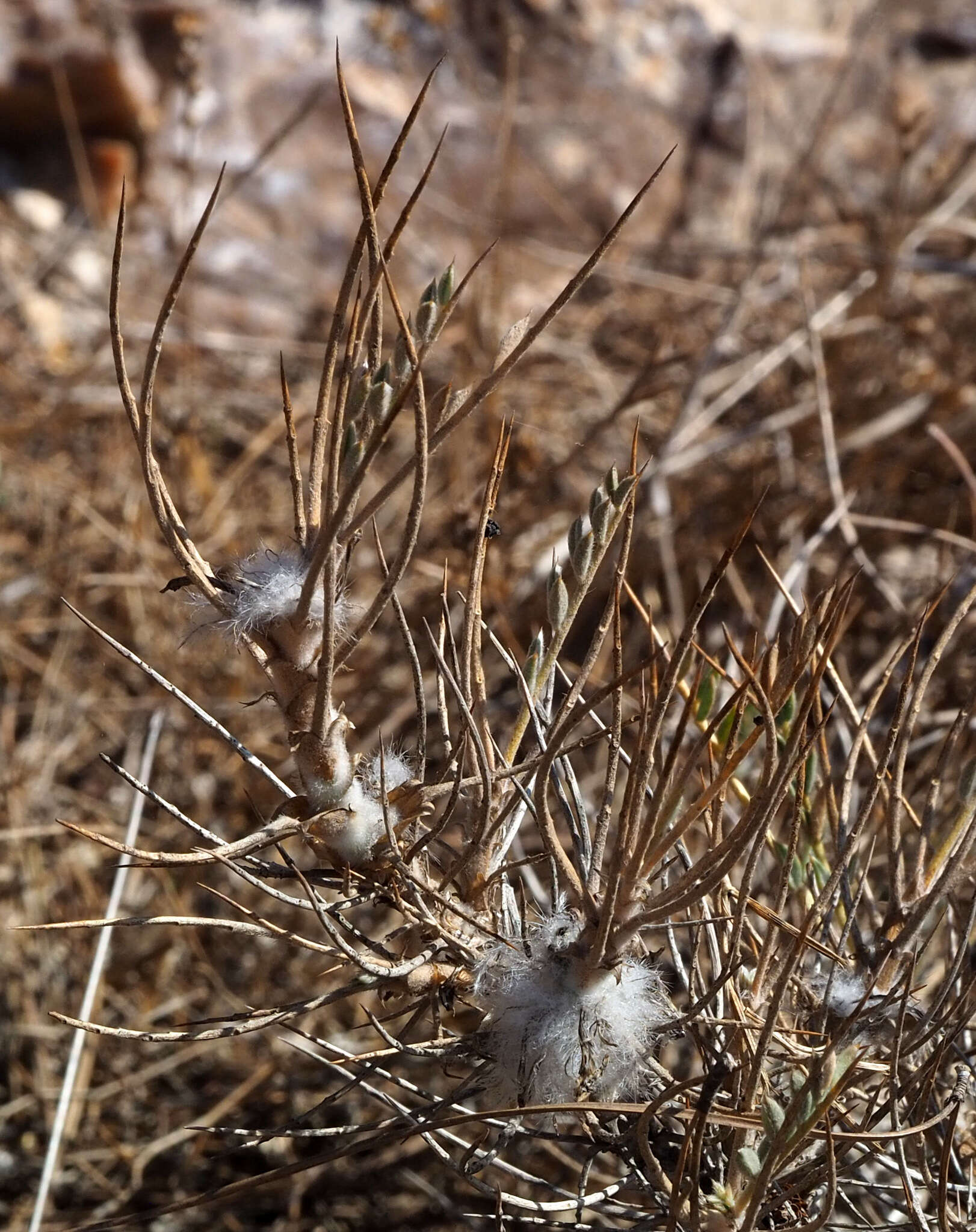 Imagem de Astragalus bethlehemiticus Boiss.