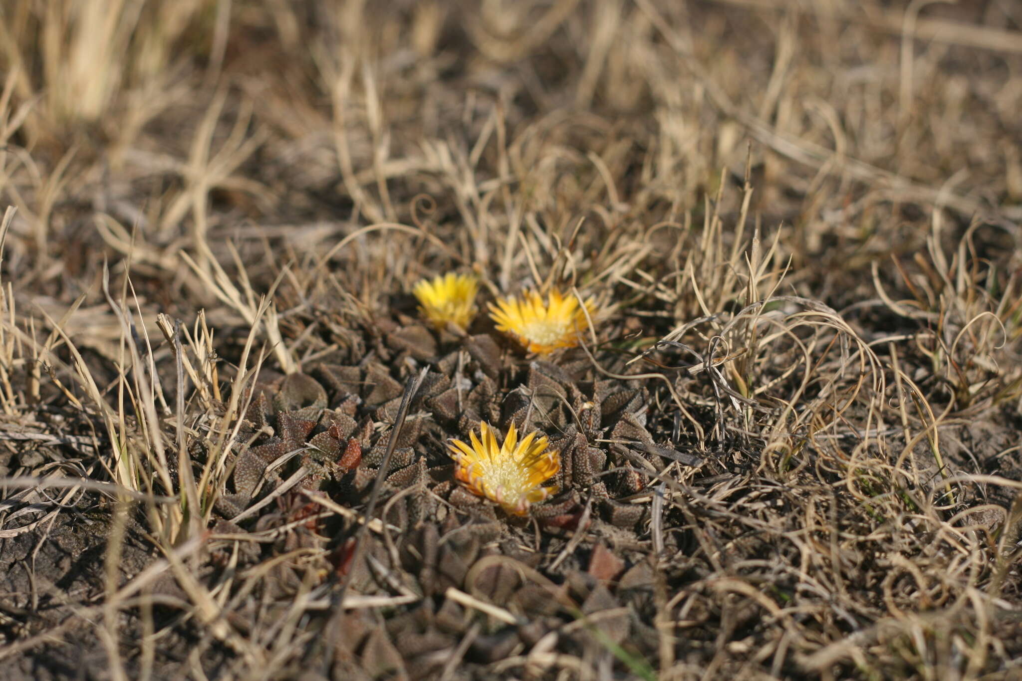 صورة Nananthus vittatus (N. E. Br.) Schwant.