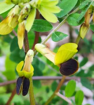 Imagem de Vicia melanops Sibth. & Sm.