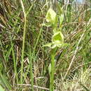 Pterygodium cruciferum Sond. resmi