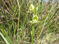 Pterygodium cruciferum Sond. resmi