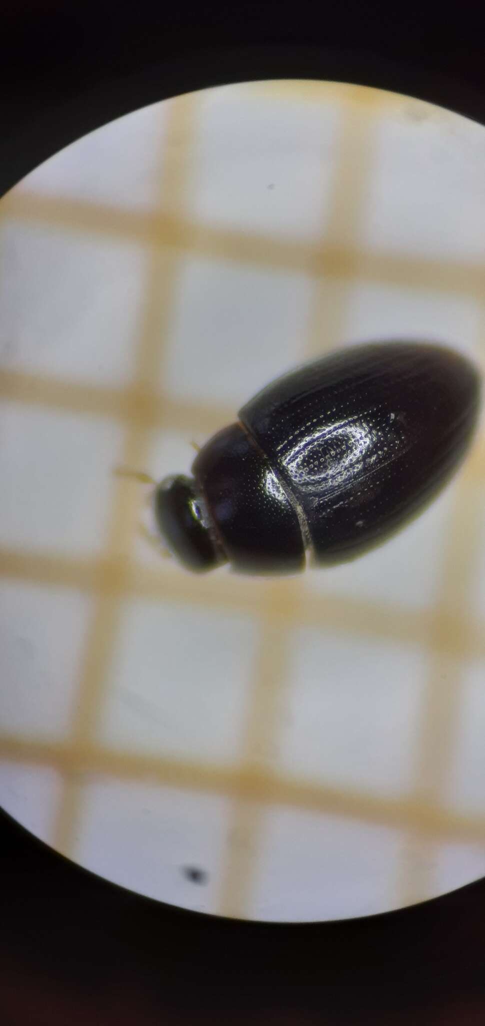 Image of Water scavenger beetle