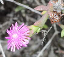 Image of Smicrostigma viride (Haw.) N. E. Br.