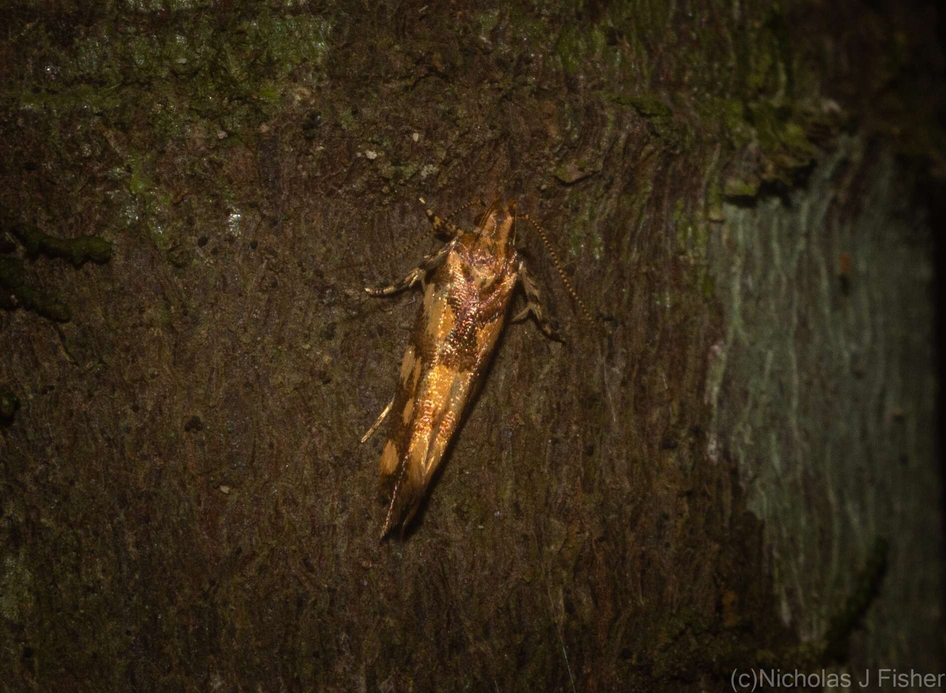 Image of Macrobathra chrysospila Meyrick 1886