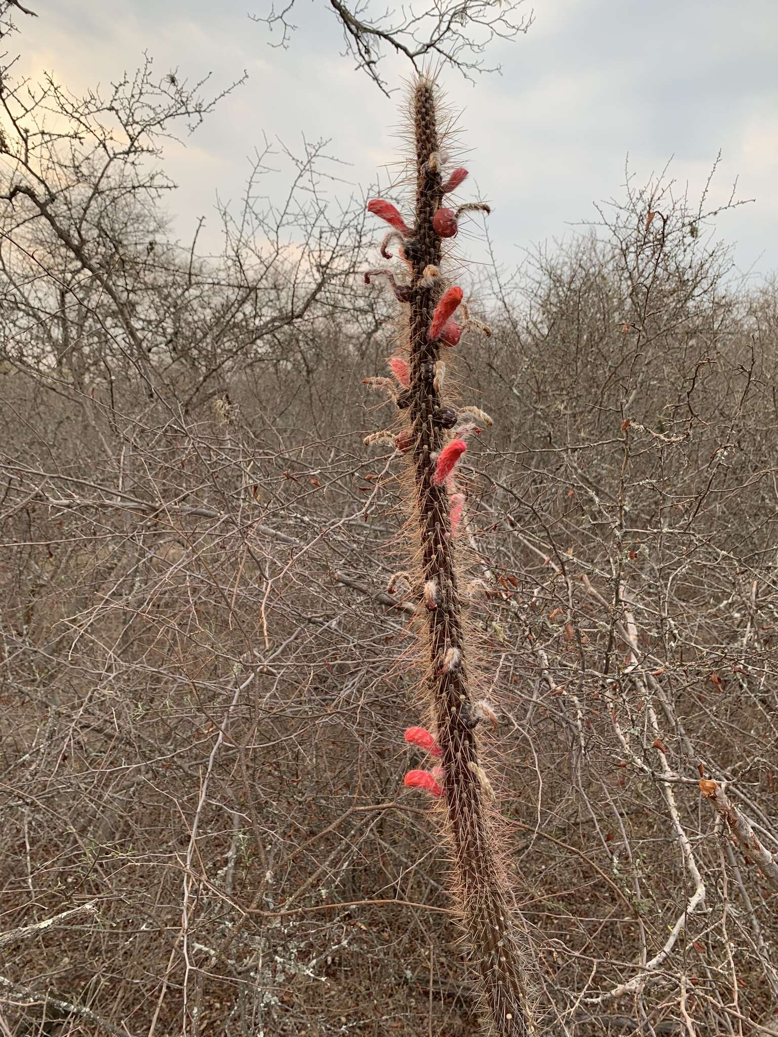 Image of Cleistocactus baumannii (Lem.) Lem.