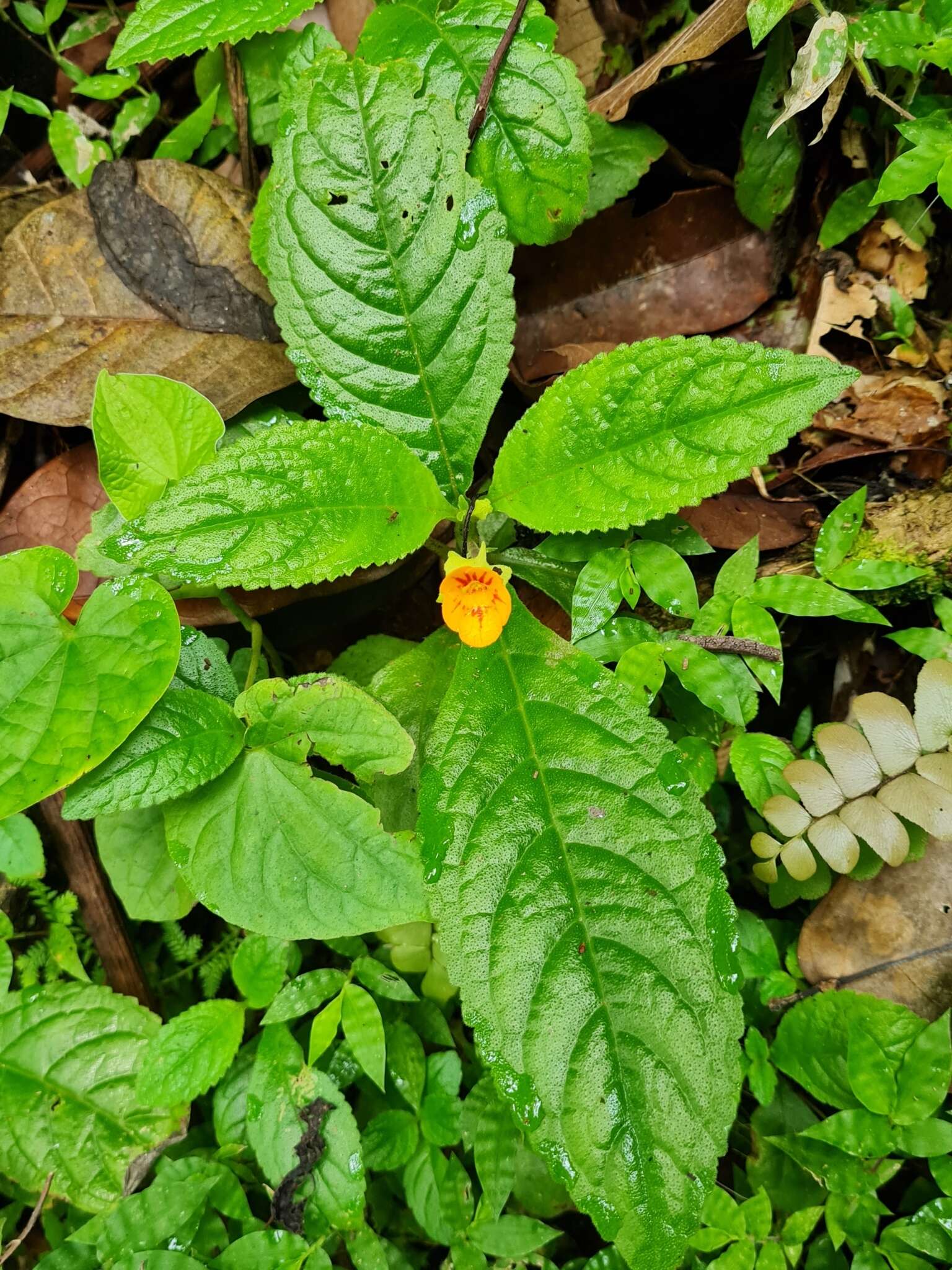 Image of Chrysothemis friedrichsthaliana (Hanst.) H. E. Moore