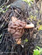 Image of Gyromitra tasmanica Berk. & Cooke 1878