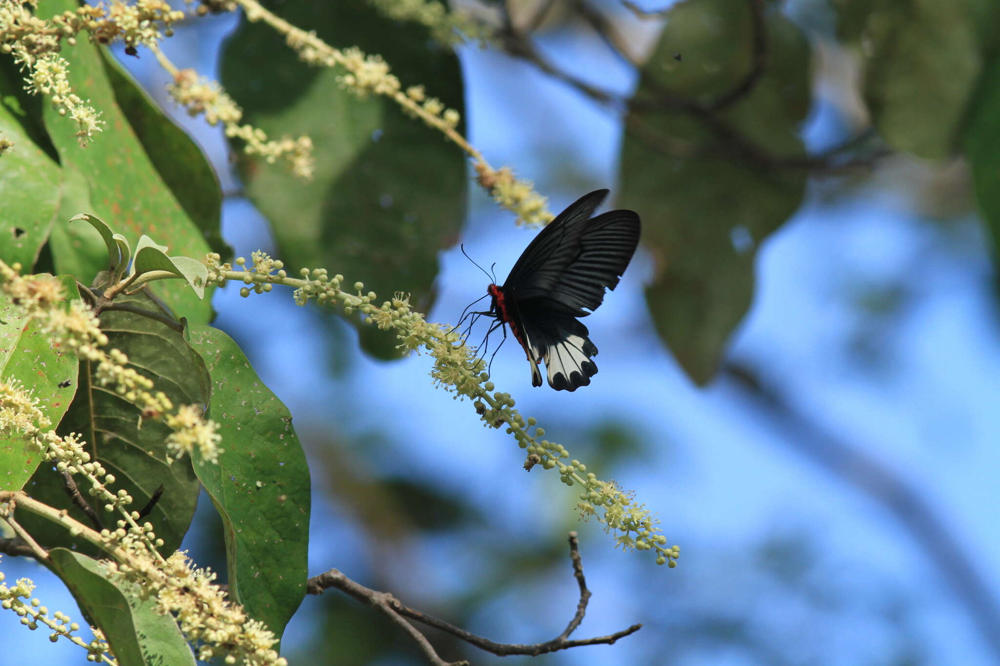 Image of Atrophaneura zaleucus (Hewitson 1865)