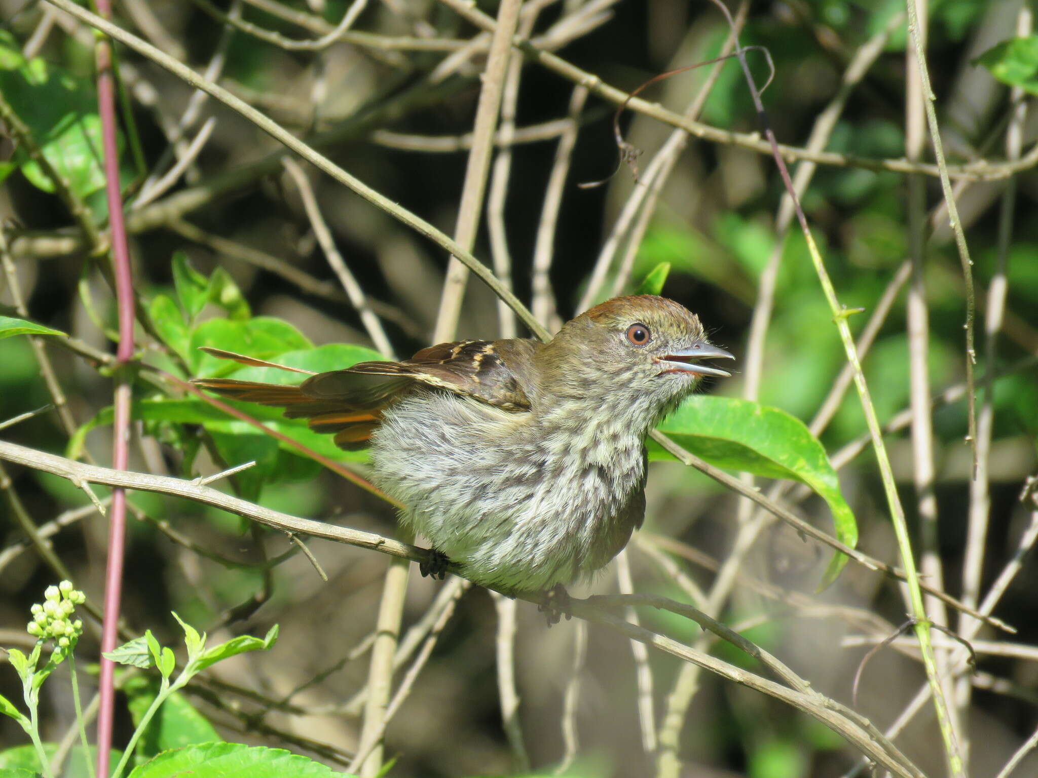 Image of Blue-billed Black Tyrant