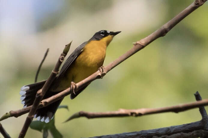 Image of Fan-tailed Warbler