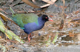 Image de Poule sultane d'Allen