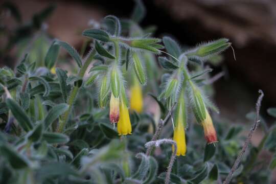 Image of Onosma frutescens Lam.